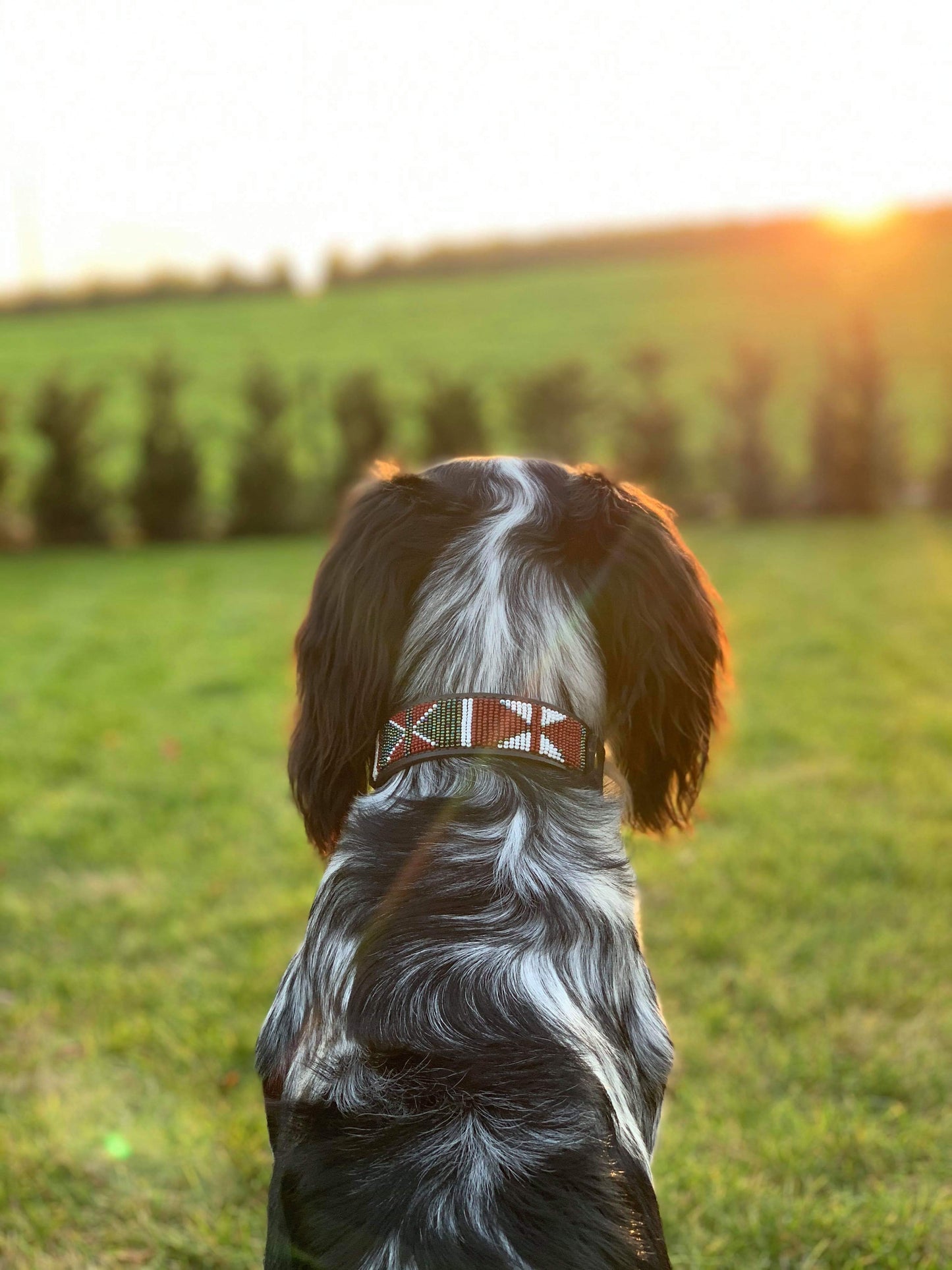 AMAZON beaded dog collar - original photo