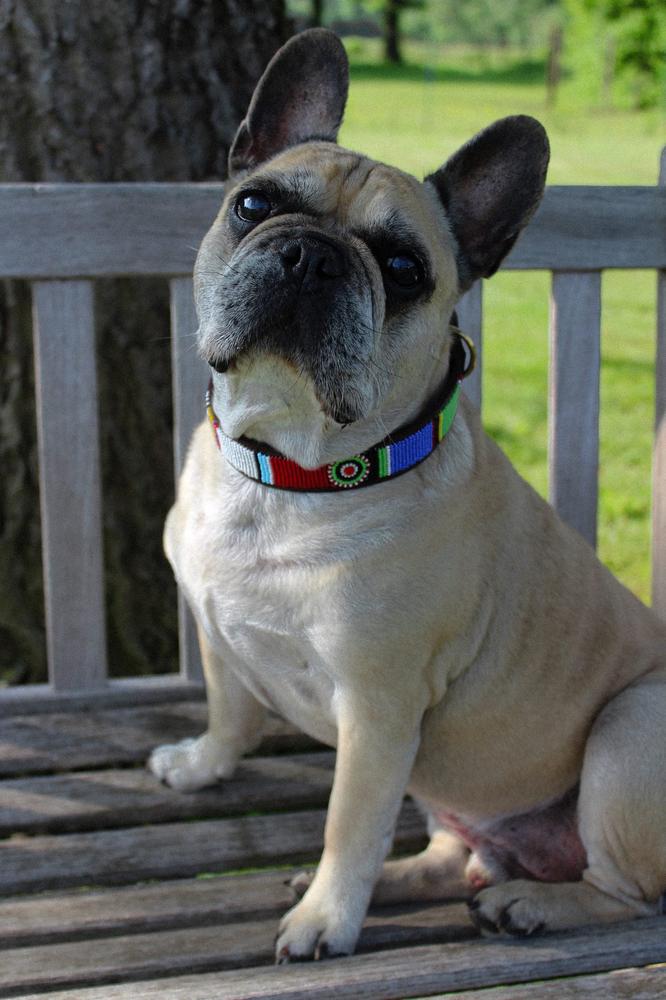MACHU PICCHU beaded dog collar - detail