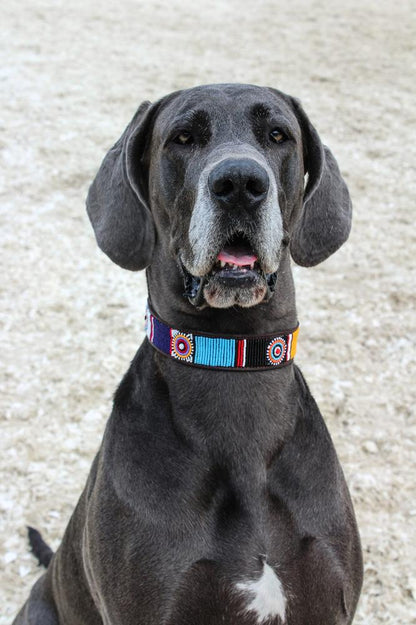 MACHU PICCHU beaded dog collar - lifestyle