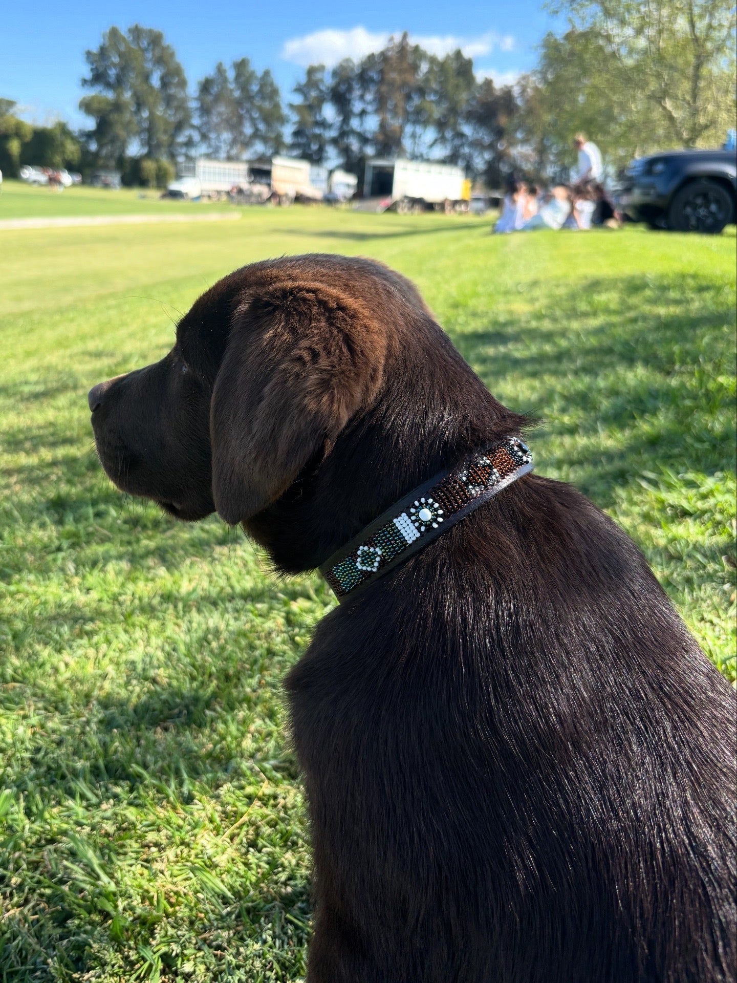 Yosemite dog collar detail
