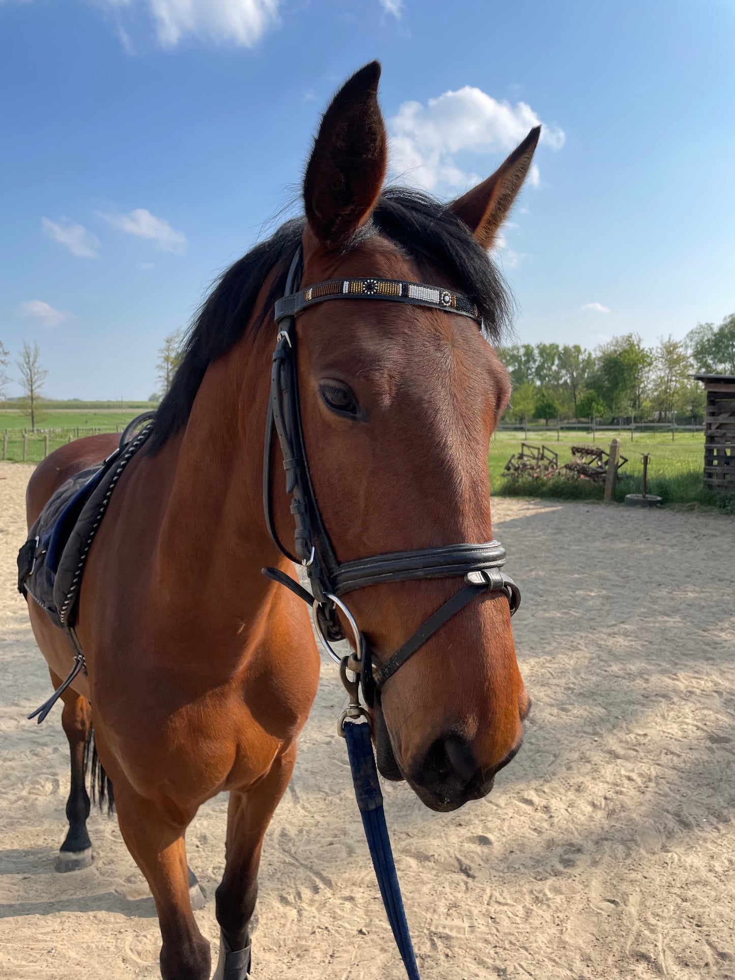 ARIZONA - BROWBAND